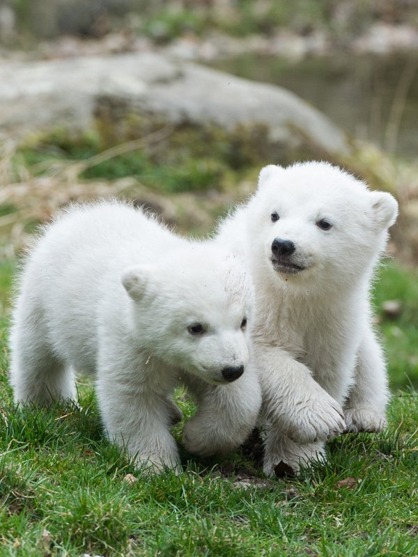 Eisbärbabys aus Hellabrunn