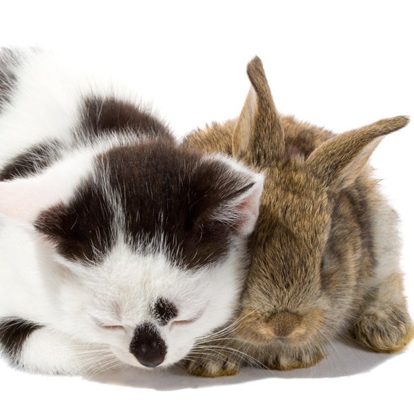 Katzenbaby kuschelt mit Hasenbaby