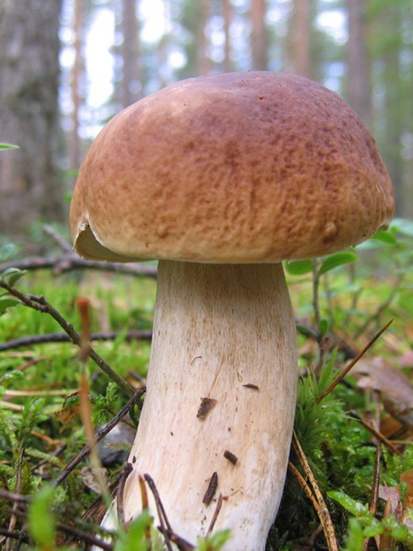 Scheidenpilz vorbeugen