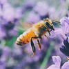 5 Bienenprodukte, die uns diese kleinen Meister schenken!
