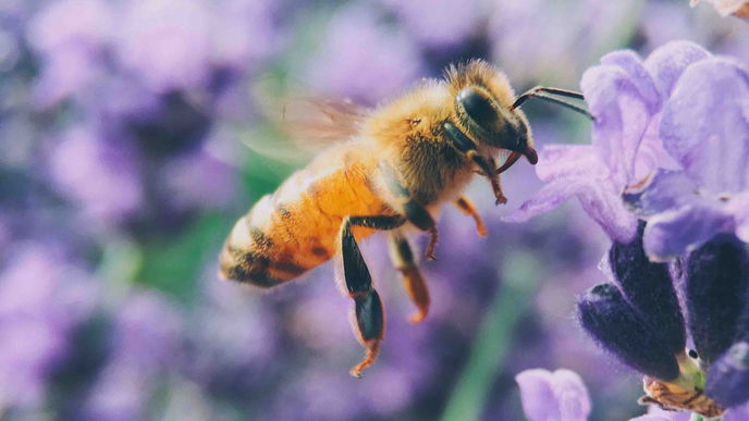5 Bienenprodukte, die uns diese kleinen Meister schenken!