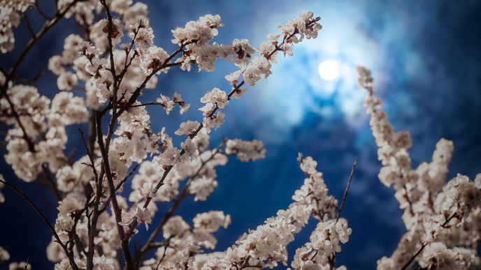 Blauer Vollmond: Darum lässt dich er dich neu aufblühen!