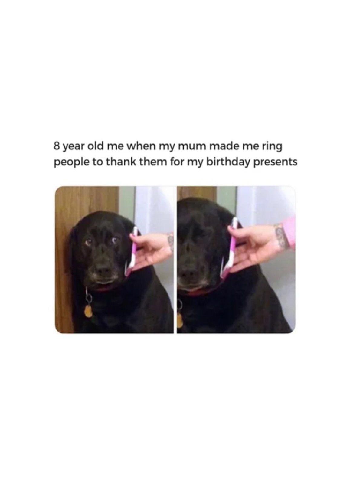 Dog