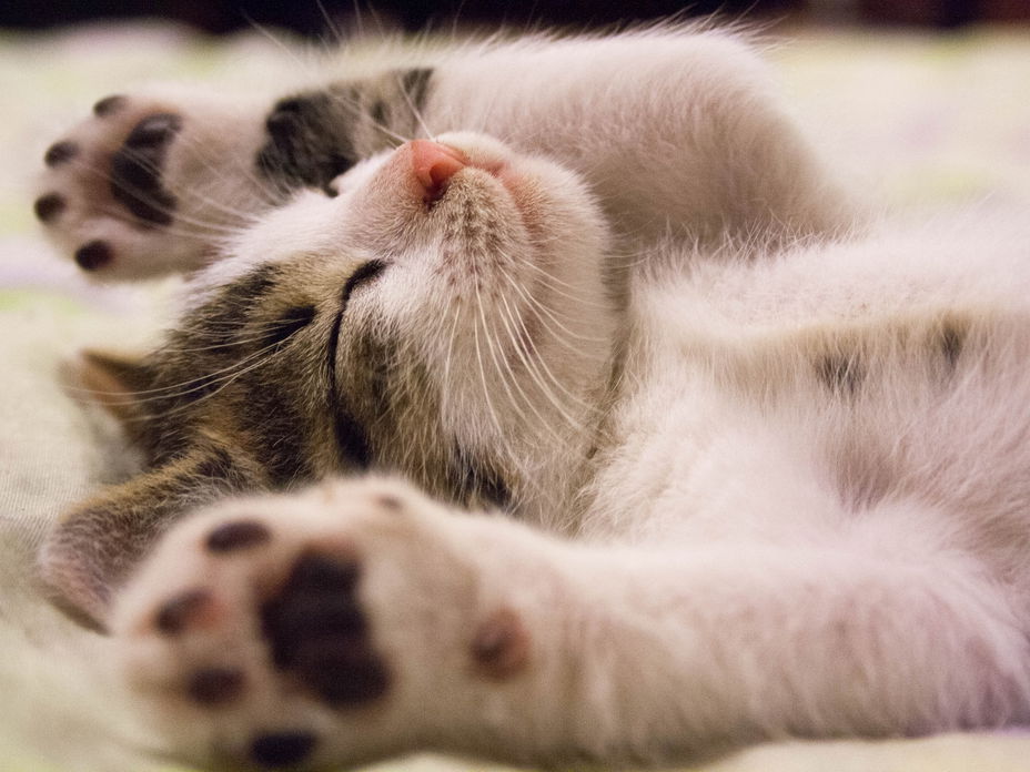 Katze liegt auf Bett