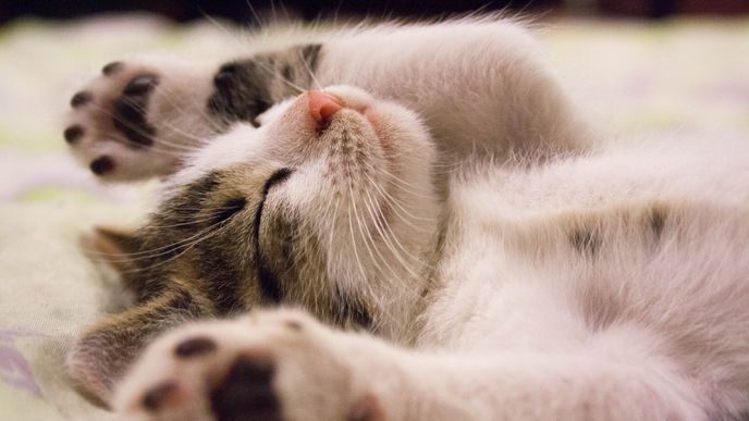 Umarme-Deine-Katze-Tag: Warum wir die Samtpfoten heute feiern!