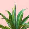 Aloe Vera gegen Falten: 6 Gründe für Aloe Vera Gel