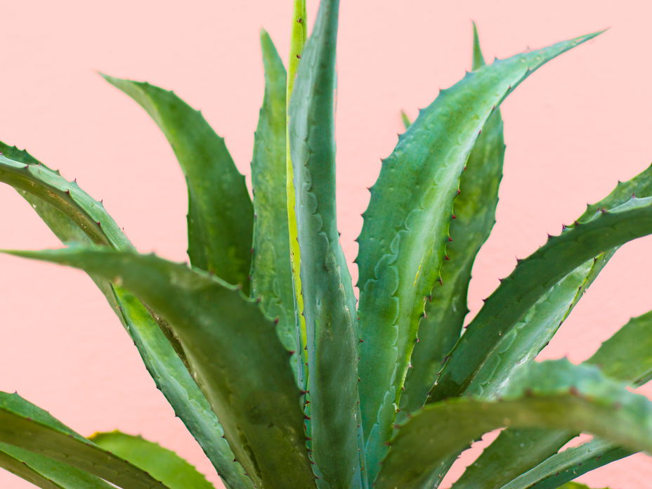 Aloe Vera