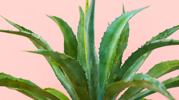 Aloe Vera gegen Falten: 6 Gründe für Aloe Vera Gel