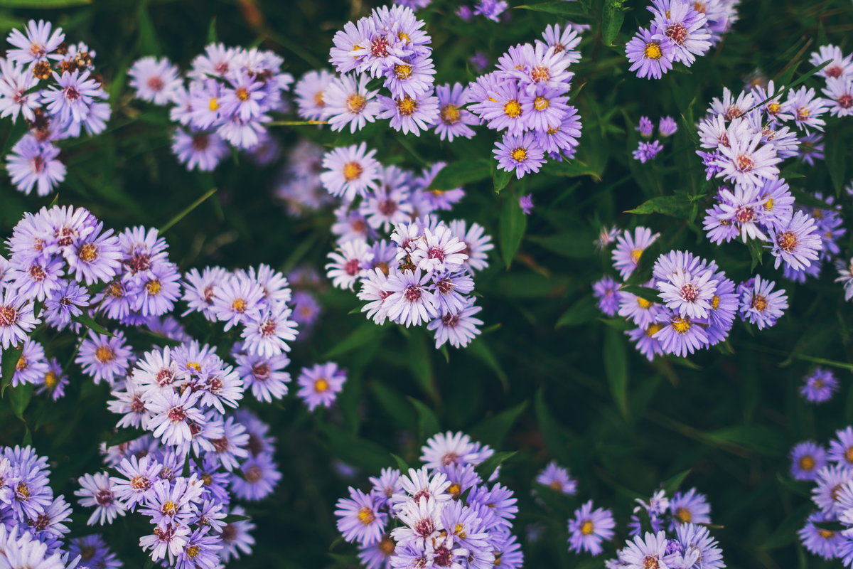Aster