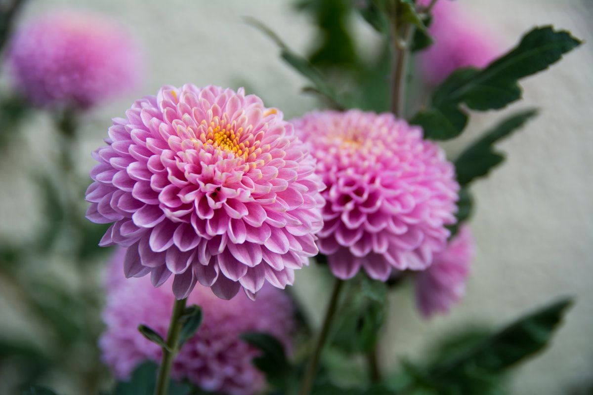 Chrysanthemen