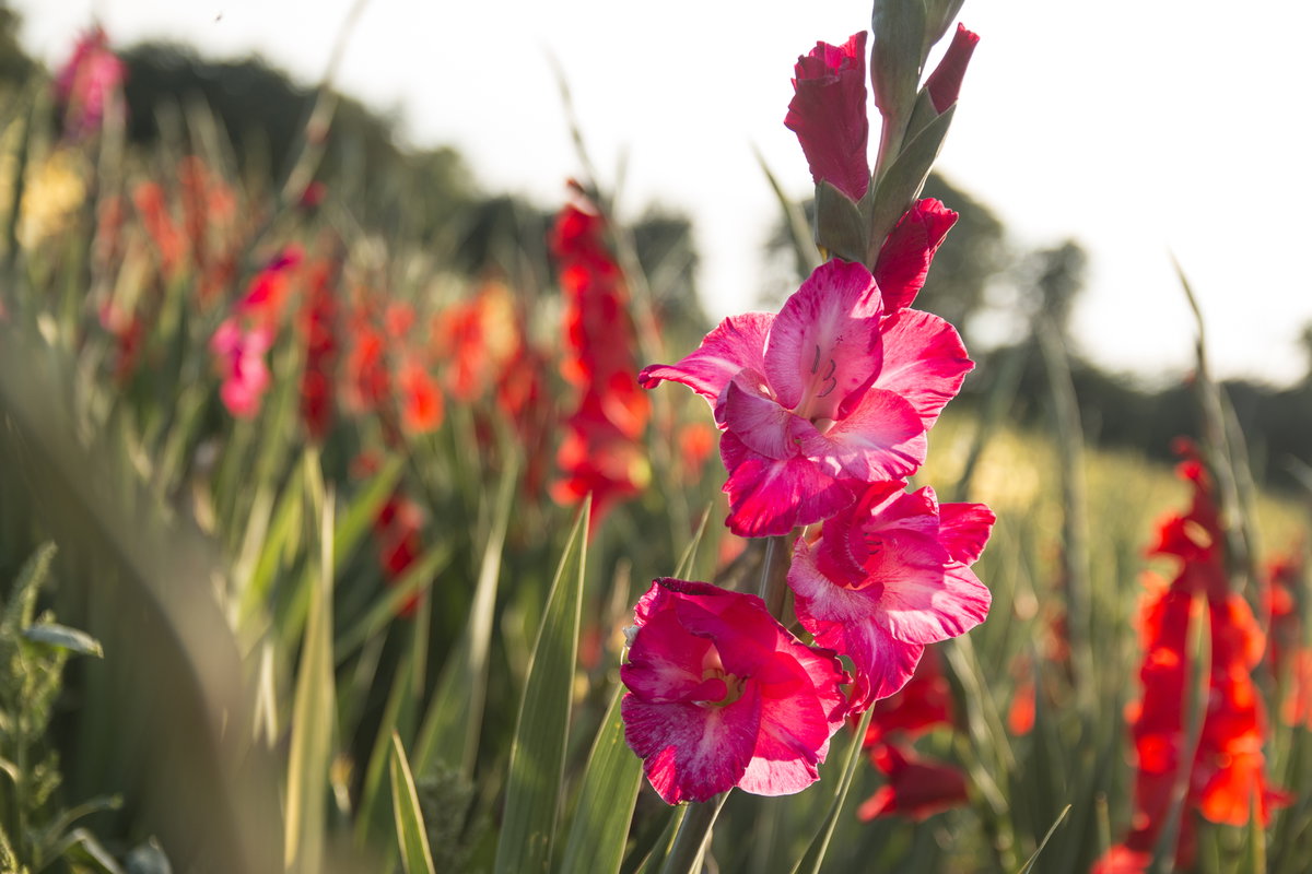Gladiole