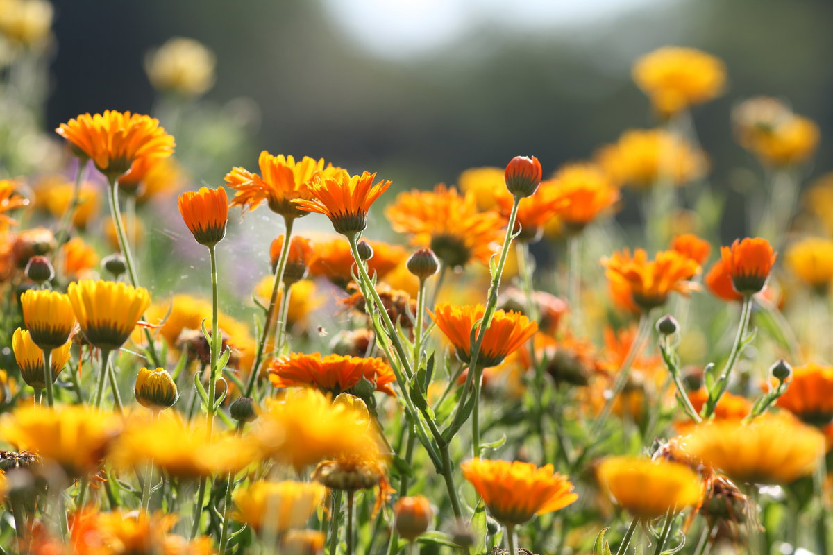 Ringelblume