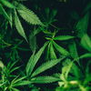 CBD: Wie das Wundermittel euch in schwierigen Situationen helfen kann