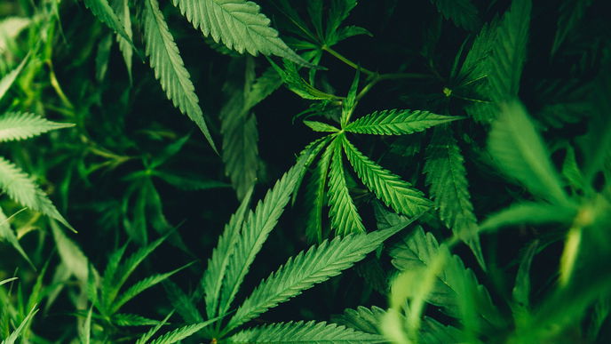 CBD: Wie das Wundermittel euch in schwierigen Situationen helfen kann