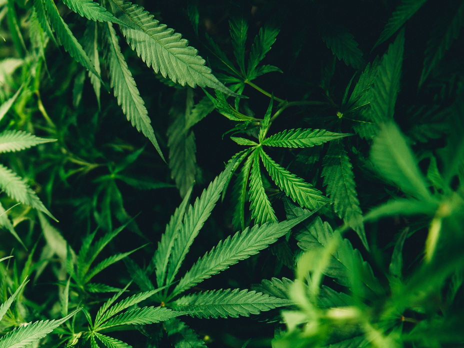 CBD Öl