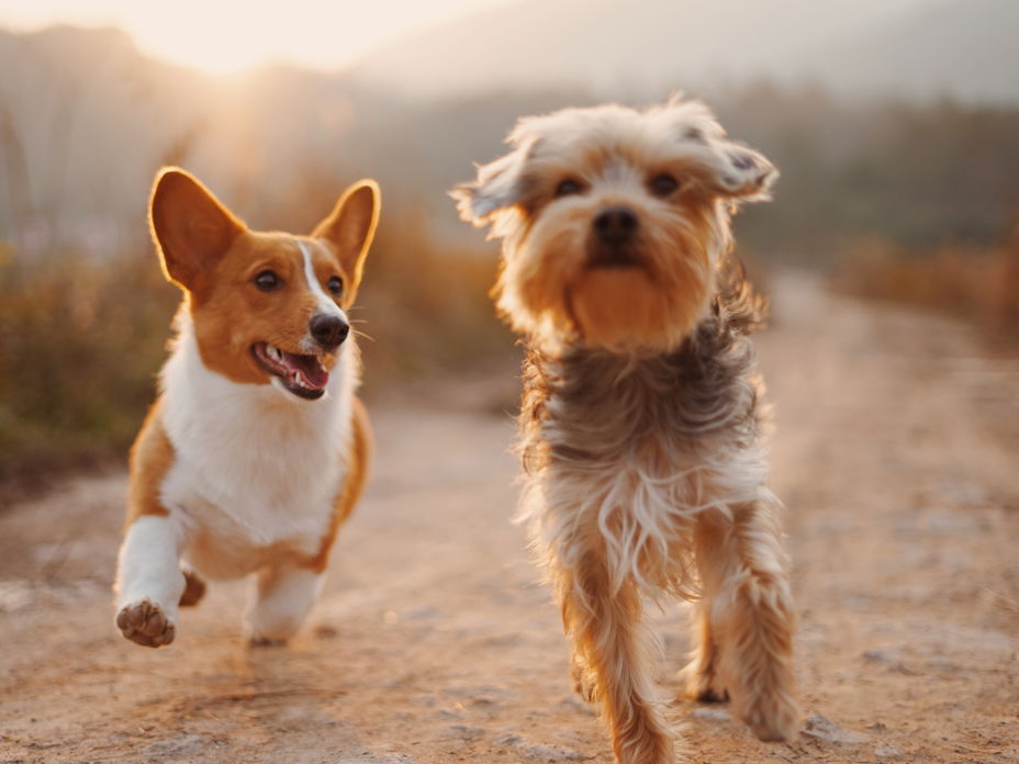 Ratgeber Hund: Die Gefahren auf dem Tisch