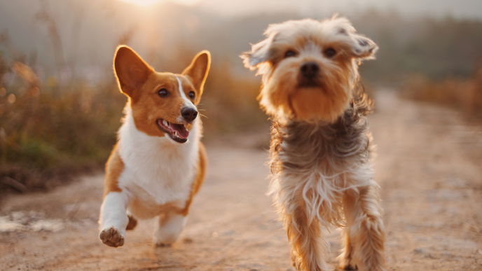 Ratgeber Hund: Die Gefahren auf dem Tisch