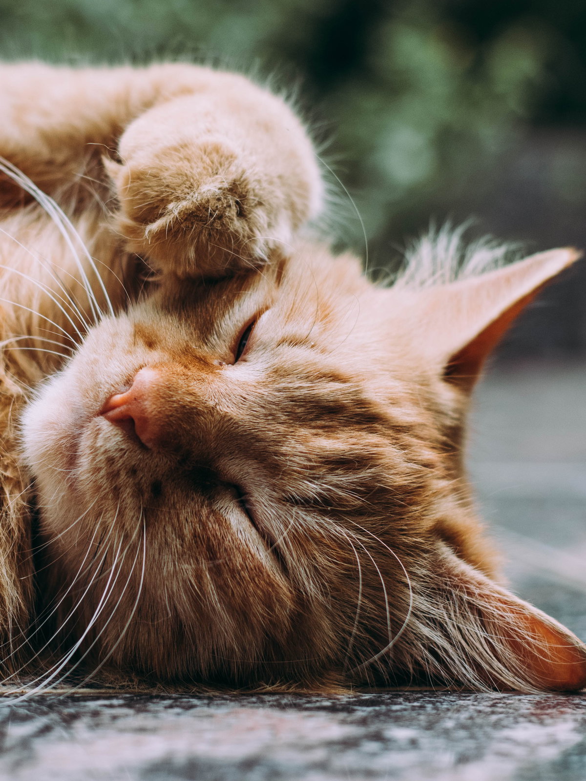 Katze bei Hitze