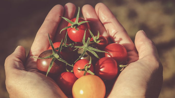 Ernährung: DAS passiert, wenn du täglich Tomaten isst