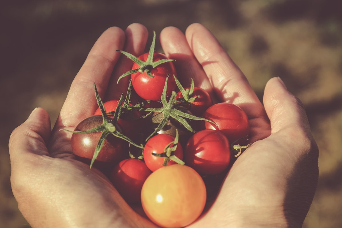 Tomaten