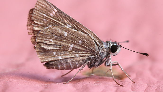 Motten bekämpfen: So werdet ihr die Insekten im Kleiderschrank schnell los!