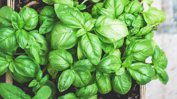 Mit diesem Indoor-Garten von Prêt à Pousser habt ihr das ganze Jahr frische Küchenkräuter