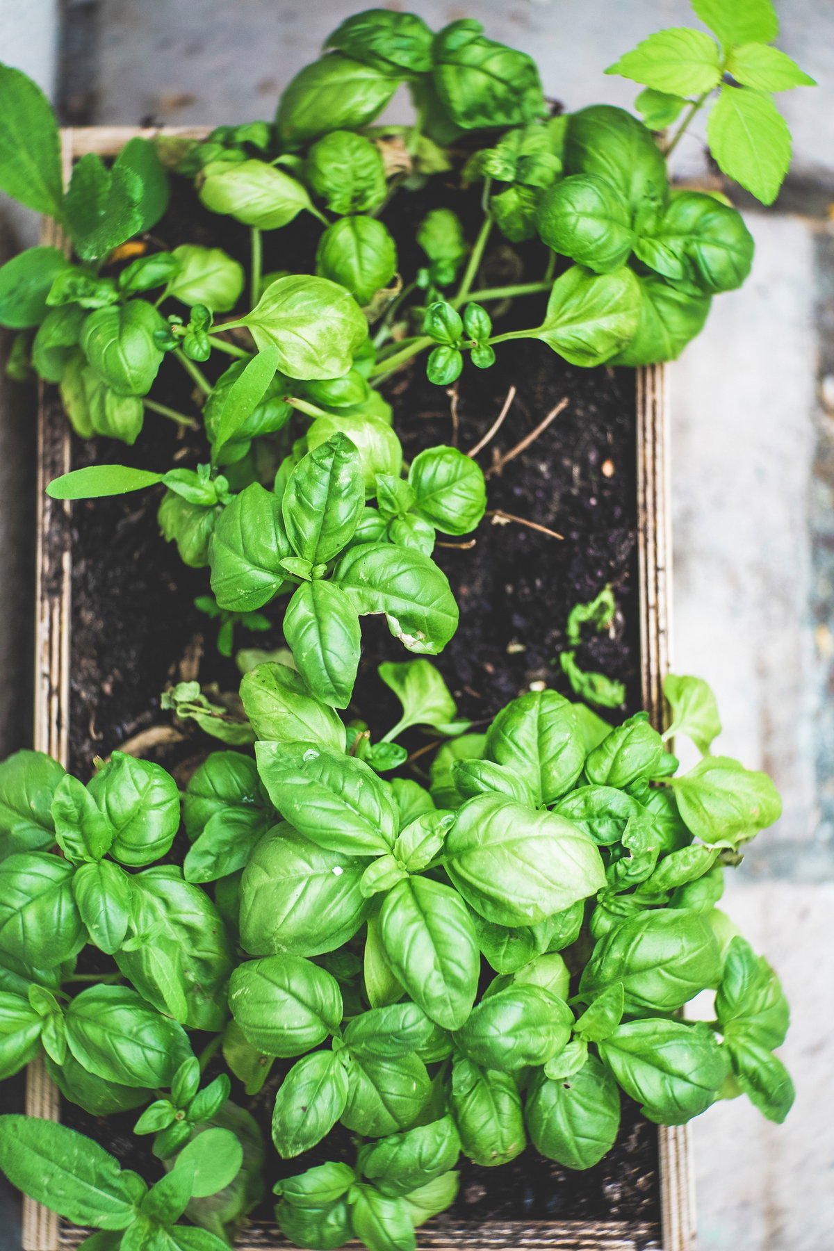 Basilikum Pret a Pousser