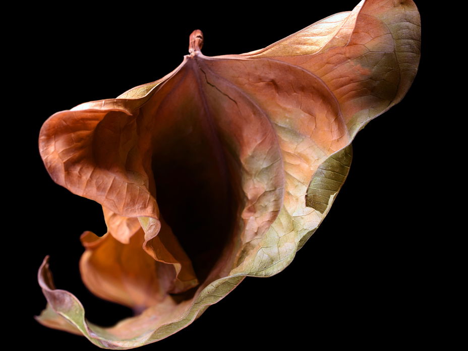 vagina blüte