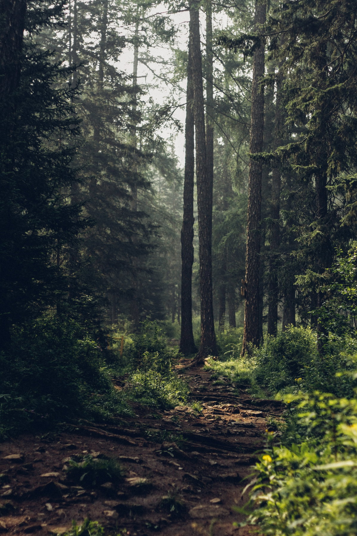 Schwarzwald