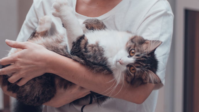 Wie alt werden Katzen?