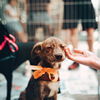 Hund kaufen: Das solltest du vorher wissen!