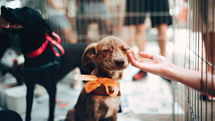 Hund kaufen: Das solltest du vorher wissen!