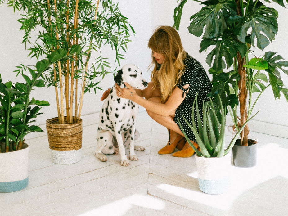 Psychotest: Welcher Hund passt zu mir?