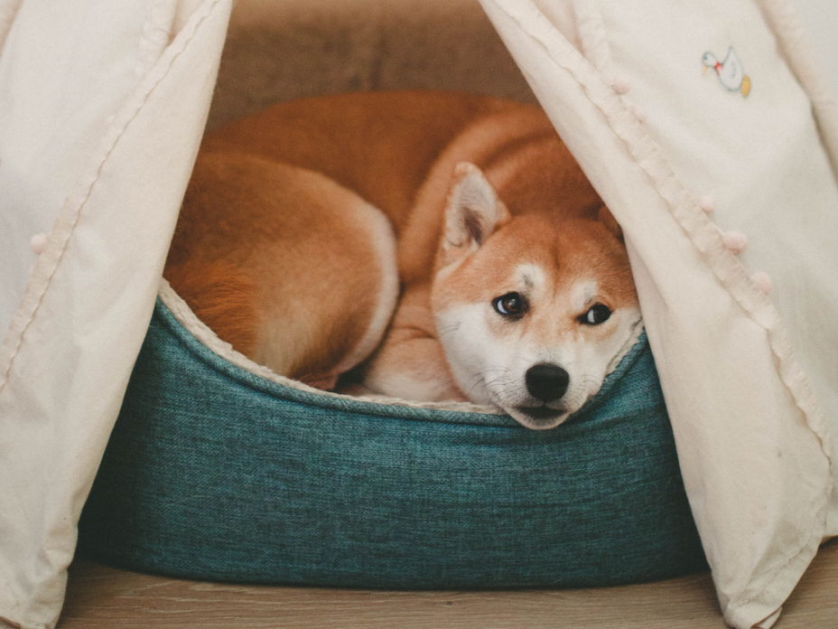 Hund im Bett