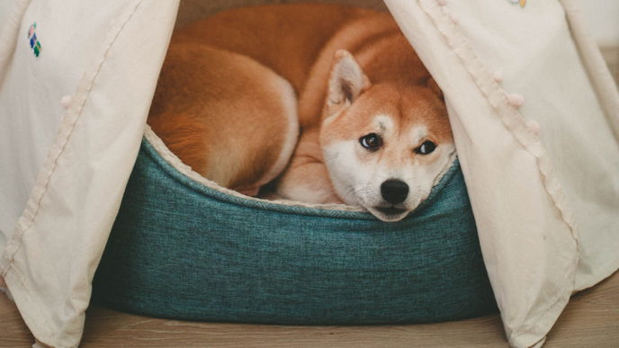 Sollte ich meinen Hund im Bett schlafen lassen? 