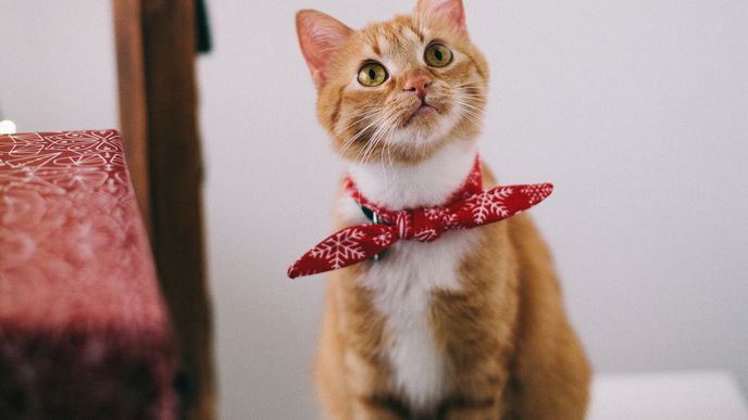 Produkte für Haustiere: Tolle Gadgets für Katzen