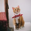 Produkte für Haustiere: Tolle Gadgets für Katzen