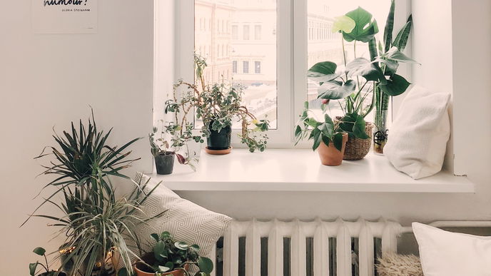 Überleben garantiert: Das sind die besten Zimmer-Pflanzen für Anfänger!