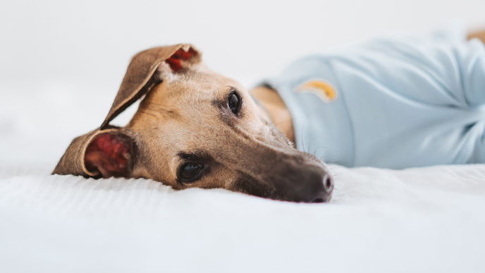 Die besten Adventskalender für Hunde