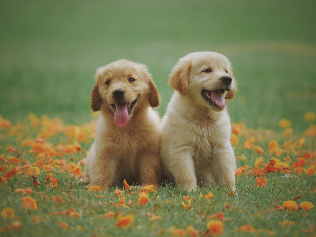 Hunde