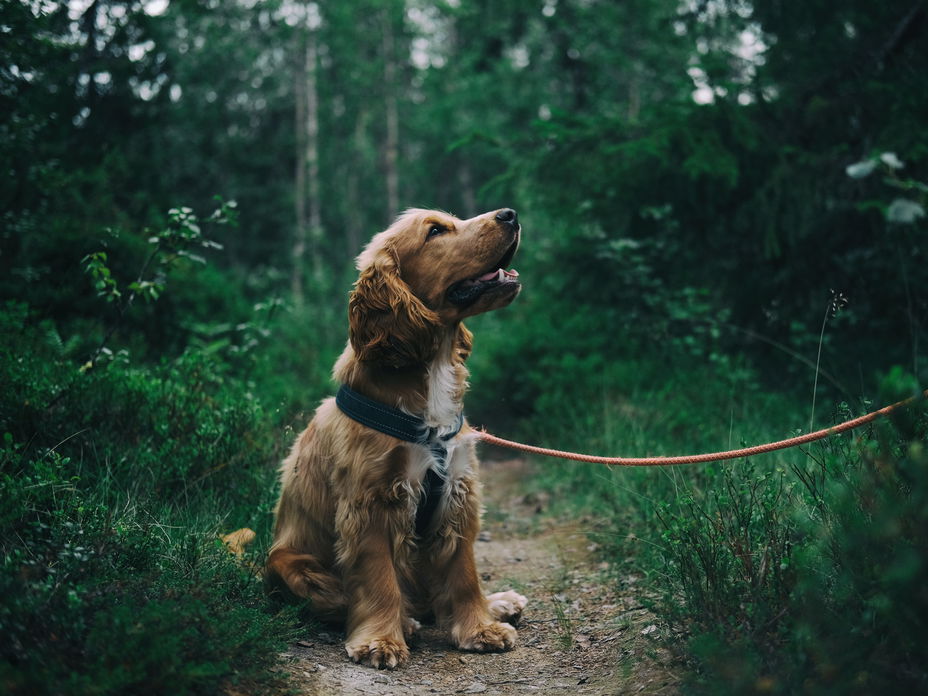 Corona bei Hunden