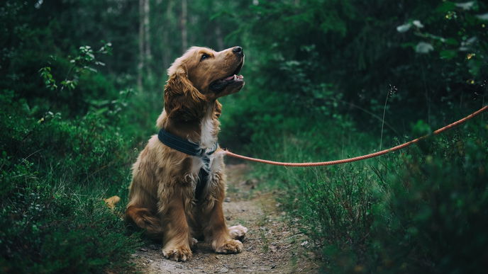 Corona bei Hunden: Wie zeigen sich Symptome?