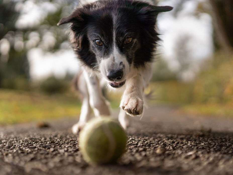 Hund mit Ball