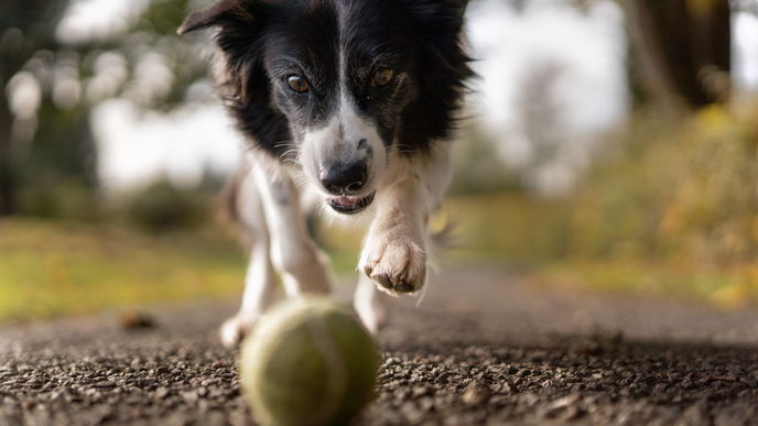  Für diese Anwendungsgebiete eignet sich CBD-Hanföl bei Hunden und lindert Beschwerden.