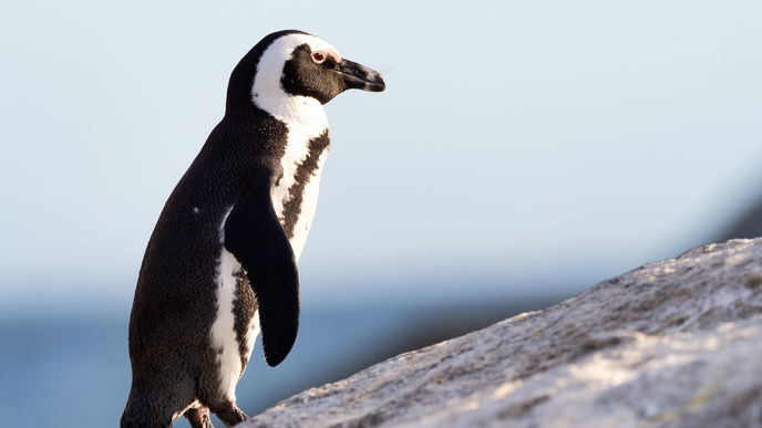 So süß! Diese Pinguine bekommen eine Überraschung