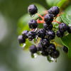 Aronia: Alle Infos rund um die Aroniabeere