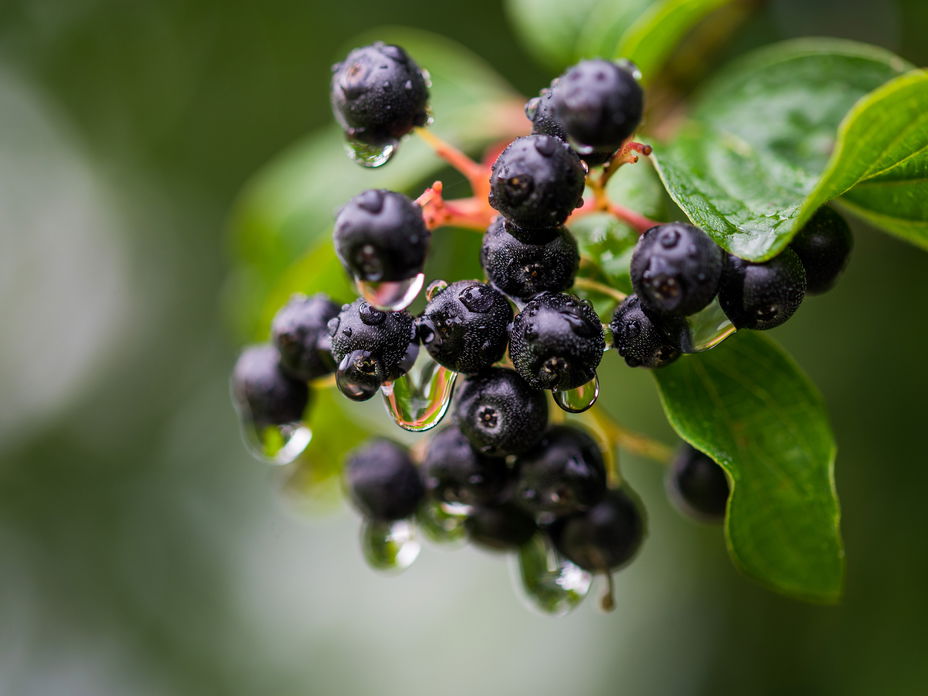 Aronia