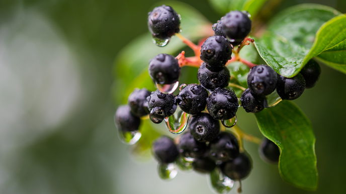 Aronia: Alle Infos rund um die Aroniabeere
