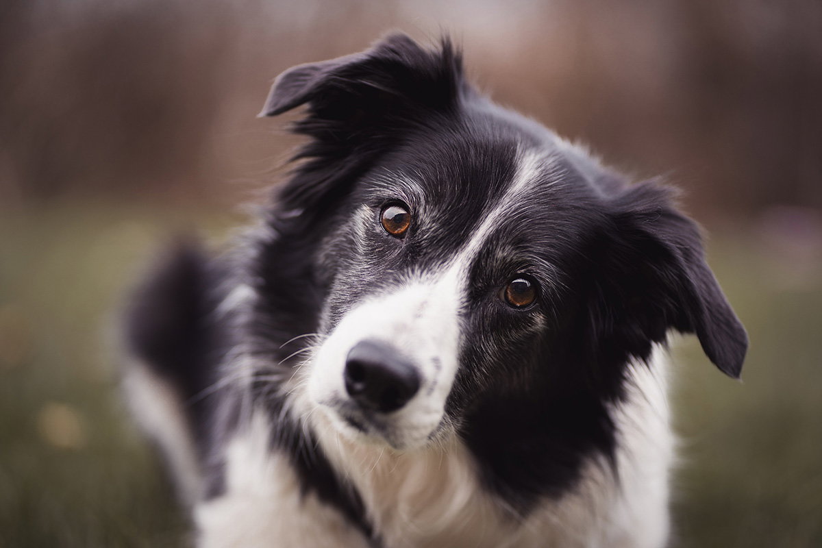 Boder Collies