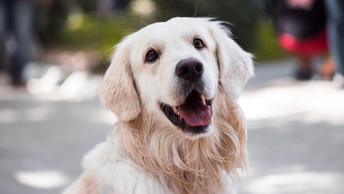 Intelligente Hunde: 5 Rassen, die besonders schlau sind